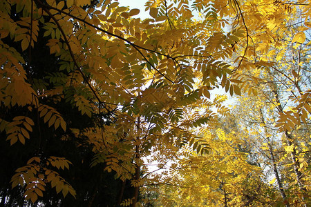 秋的有趣颜色秋天的黄叶子图片
