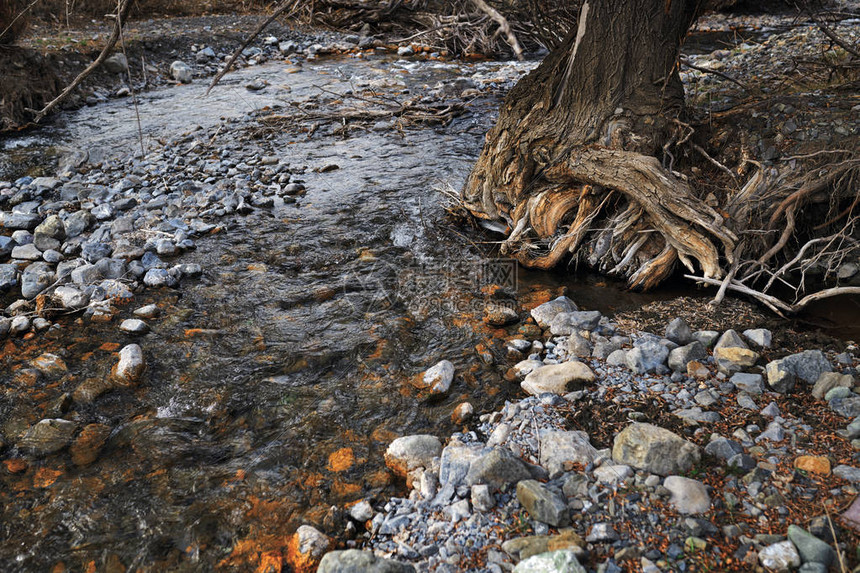 带石头和老树的河床图片