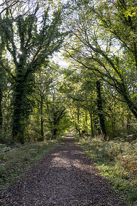 英国大森林联合王国威尔特郡Wilt图片