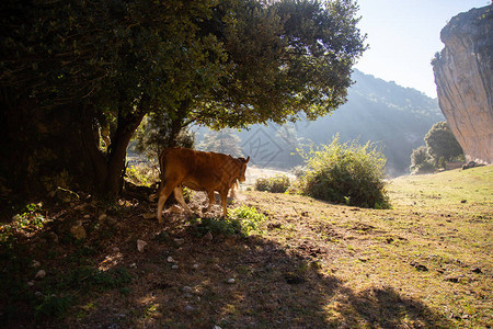 棕色的奶牛在清晨穿过草原在日出时图片