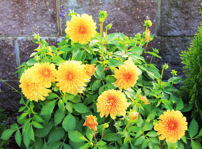 秋季城市花园中嫩黄的菊花图片