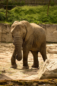 非洲男青年大象非洲洛图片