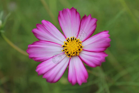 美丽的粉红小菊花在孤立的绿色背景上欢呼图片