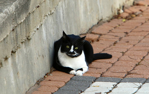 这只猫是捕食者小队的猫家背景图片