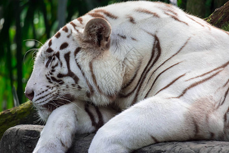 新加坡金沙一张白虎或孟加拉虎的特写照片背景