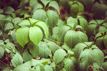 野葡萄爬树植物的大叶子绿色图片