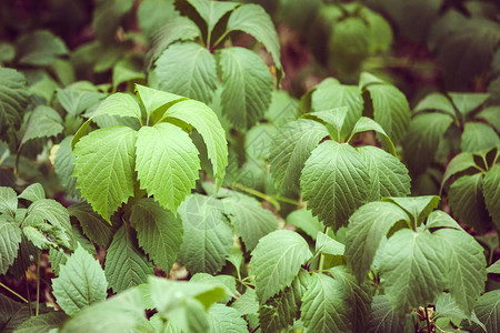 野葡萄爬树植物的大叶子绿色背景图片