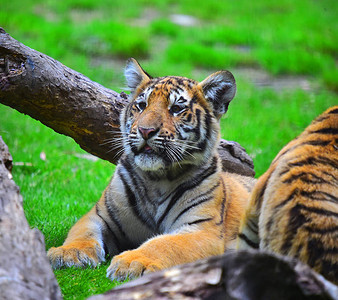 野生动物园中的孟加拉虎图片