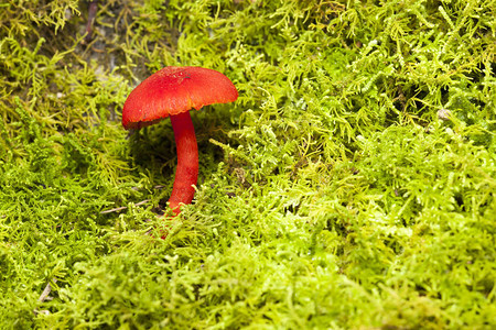 小红蘑菇图片