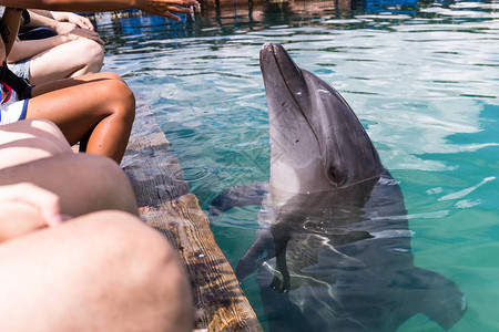 海豚在游泳池听指挥图片