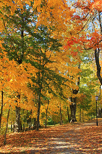 郊野公园有秋叶的树木图片