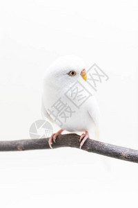 白色虎皮鹦鹉鸟白色背景上的虎皮鹦鹉图片
