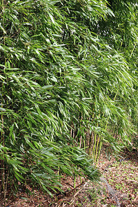 长年青竹杖植物在观赏花园中的一个有图片