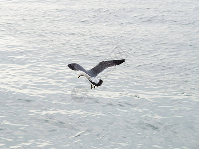 海鸥或海鸥飞翔图片