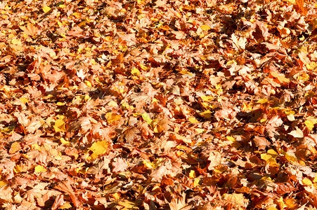 纹理自然的干枯落地毯秋天然黄图片
