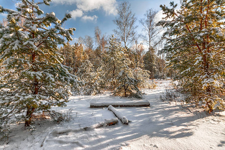 冬季风景雪林雪覆图片