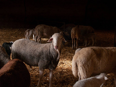 羊群羊羔和羊群图片