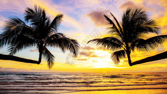 泰国海上日落的椰子树图片