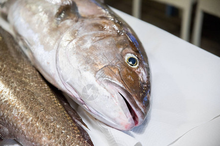 眼睛和嘴巴是新鲜的生死大鱼Greater图片