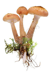 生长季节伊始时有根和苔的实木树蘑菇在白色工作室中被孤图片