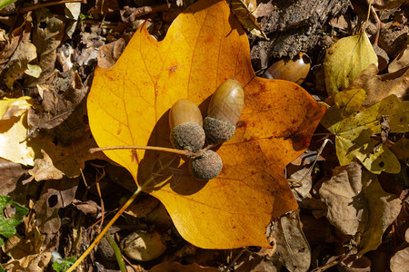 橡子和秋天的树叶图片