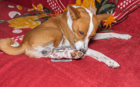 巴本吉狗试图在后脚的金属奇怪的东西附近舔干净爪子骨折后图片