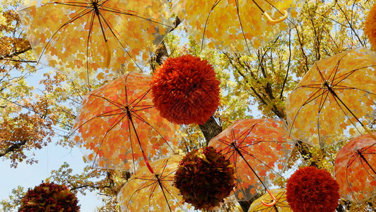 秋天Umbrella树叶挂在秋天图片