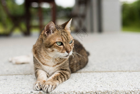 虎斑老肥猫特写肖像图片