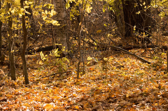 秋季森林中的树木和树叶图片