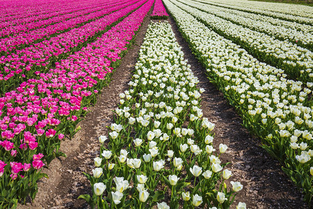 荷兰的白色和粉红色郁金香在阳光明媚的蓝天下图片
