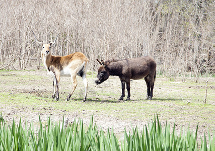 Impala羚羊图片