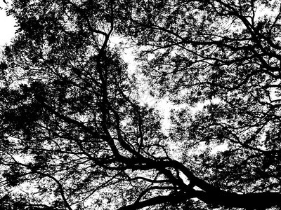 树枝和树叶在白色背景下被隔离的剪影图片