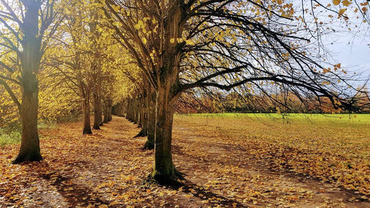横穿树木的一条步行道秋棕色树叶散落到通图片