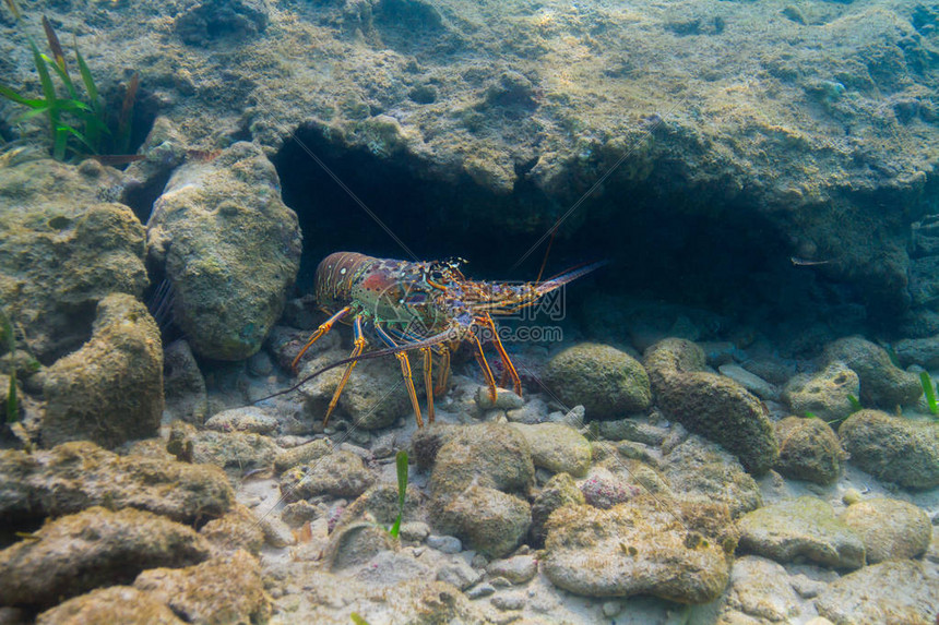 龙虾藏在水底的裂缝中图片
