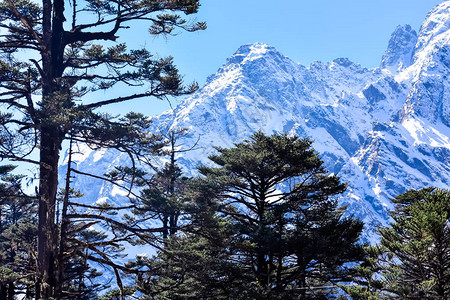 是印度北锡金喜马拉雅山脉环绕的国花杜鹃花草甸图片