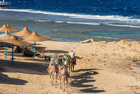 一群马和骆驼在海滩图片