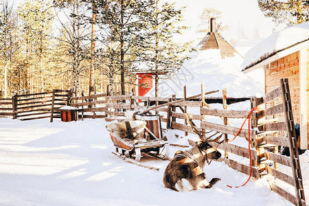 冬天在拉普兰的芬兰拉雪橇的驯鹿图片