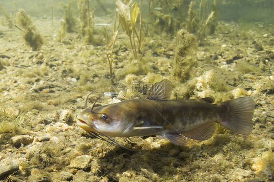 棕色牛头鲶鱼Ameiurusnebulosus水下摄影淡水鱼在干净的水和自然栖息地自然光湖泊和河流栖息图片