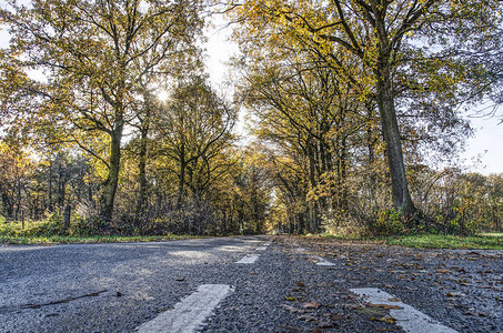 秋季荷兰Zundert附近一条树状沥青路图片