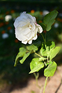 在被盗的玫瑰花丛中的白玫瑰特写图片