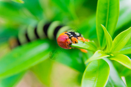 Pseudosphinxtetrio毛虫特写镜头图片