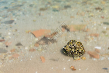 海中的石块和清晨的波浪图片