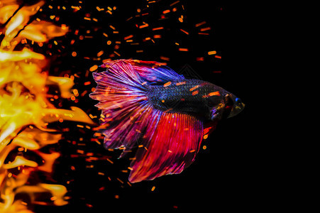 斗鱼暹罗斗鱼在火焰中游泳图片