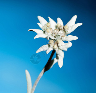 蓝色背景下美丽的雪绒花正方形图片