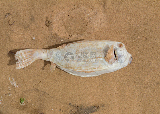 死在沙滩上的白色河豚鱼图片