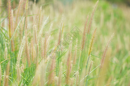 使命草在自然夏天的绿色领域干燥自然迷离背景的黄色图片