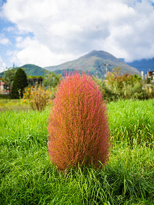 Kokia植物灌木关闭图片