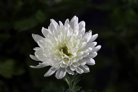 带小花的白菊花图片