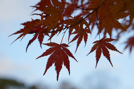 日本秋天的枫叶变色图片