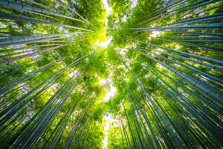 日本京都林中美丽的竹林景色青背景图片